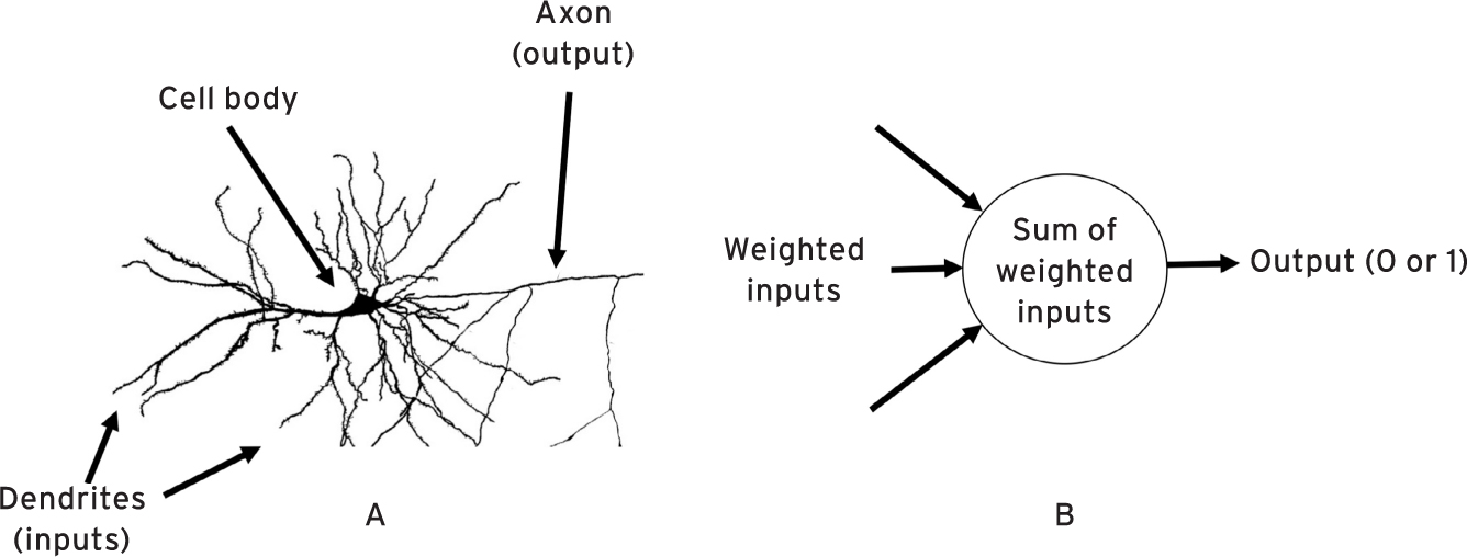 a neuron in the brain; B, a simple perceptron
